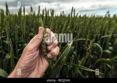 Agricultor examinar espiga de trigo, cerca del lado macho