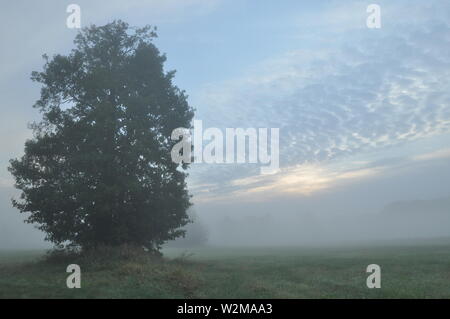 Los árboles en la niebla. Un clima variable. Swit pradera. Mañana con el rocío Foto de stock