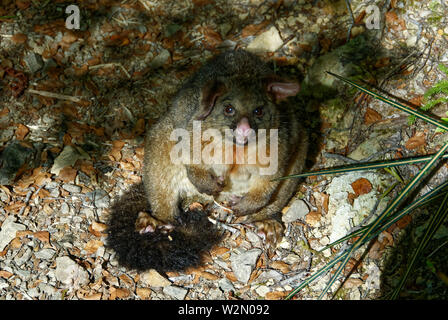 Una cola de pincel possum se asienta sobre una pista en Nueva Zelanda, probablemente haya sido envenenado Foto de stock