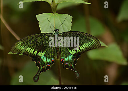 la mariposa más hermosa pavos reales comunes ( papilio bianor). Foto de stock