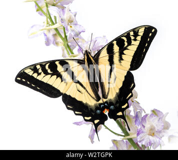 Tigre occidental especie (Papilio rutulus) en una flor con las alas abiertas - vista superior sobre un fondo blanco. Foto de stock