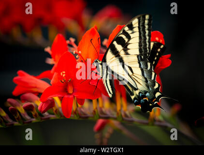 Tigre occidental especie (Papilio rutulus) sobre un rojo lucifer flor Foto de stock