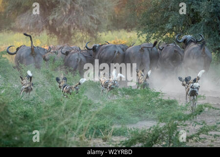 África, Zambia South Luangwa National Park. Pack de Lobos pintados Africanos, aka pintados o perros salvajes africanos, perro de caza de búfalo del Cabo. Foto de stock