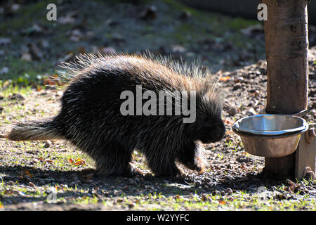 Nuevo Mundo porcupine en búsqueda de alimentos Foto de stock
