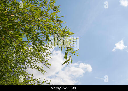 Bambúes, plantas de floración perenne siempreverde en la subfamilia Bambusoideae de la familia de las gramíneas Poaceae