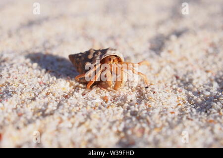 Cangrejo ermitaño en una playa de arena, haciendo lindas cosas cangrejo ermitaño, Caliza Bay beach, Anguila, BWI.