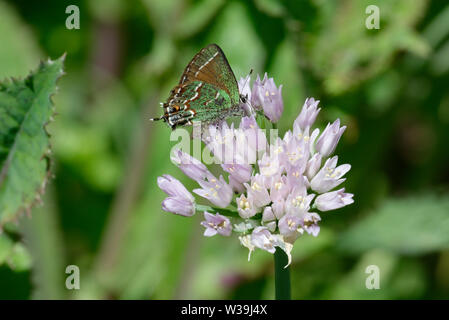 Juniper Hairstreak