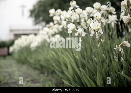 Iris flor que florece en el patio de la iglesia Foto de stock