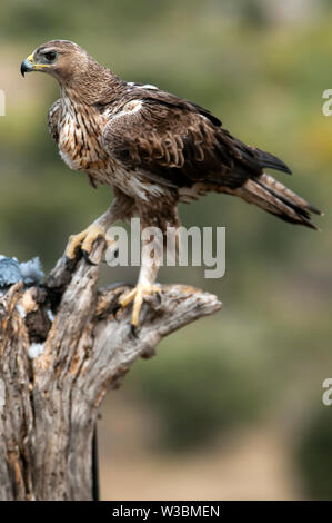 Aves Raras el águila perdicera en una rama- Aquila fasciata -Hieraaetus fasciatus Foto de stock