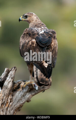 Aves Raras el águila perdicera en una rama- Aquila fasciata -Hieraaetus fasciatus Foto de stock