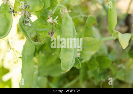 Guisantes que crecen en un jardín vegetal de campo Foto de stock
