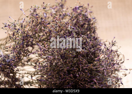 Preservado Caspia violeta para arreglos florales secos o boda Bouquet - gran manojo. Bouquet púrpura rellenos aislado sobre fondo de arpillera natural. Foto de stock