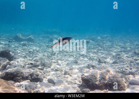 Calamares de coral en el Mar Caribe Foto de stock