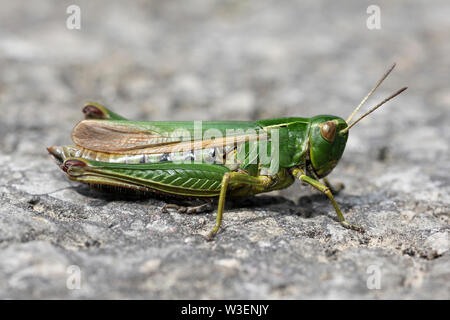 Common Green Grasshopper - Omocestus viridulus Foto de stock