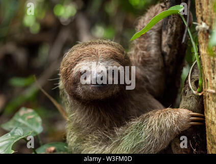 Tres Brown-Throated vetado Sloth