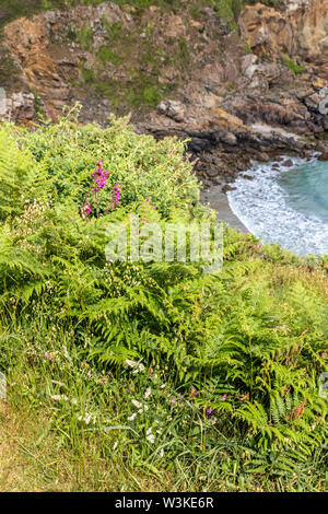 Flores silvestres y helechos junto a la ruta de la costa sobre los acantilados por encima de Petit Bot Bay en la hermosa costa sur resistente de Guernsey, Islas del Canal UK