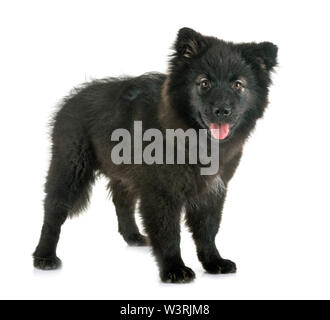 Puppy Finnish Lapphund delante de un fondo blanco