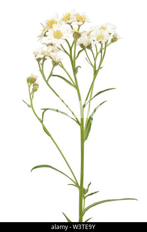 (Achillea Achillea macrocephala) flor aislado sobre fondo blanco.