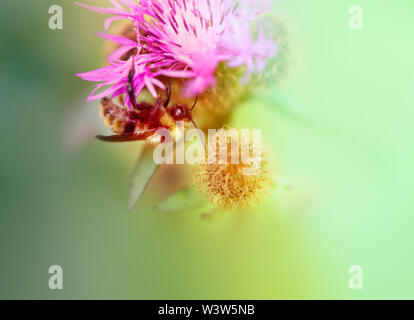 Una bella foto de un abejorro en una flor roja Foto de stock