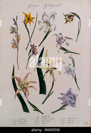 Diez tipos de gladioli (especies de Gladiolus): Tallos floridos. Litografía  coloreada Fotografía de stock - Alamy