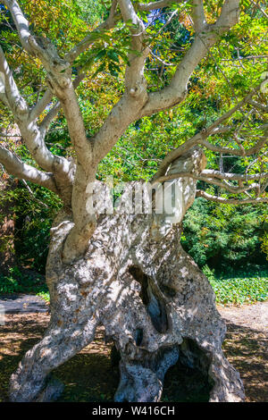 La antigua California Buckeye tree (Aesculus californica) blanco hueco con tronco y ramas torcidas, todavía vivas; el campus de la universidad UC Berkeley, San Francisco Ba Foto de stock