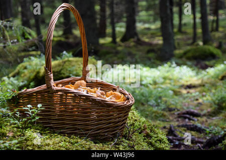 Cesta de recogida de setas golden cantharellus en el musgo en el bosque. Foto tomada en Suecia