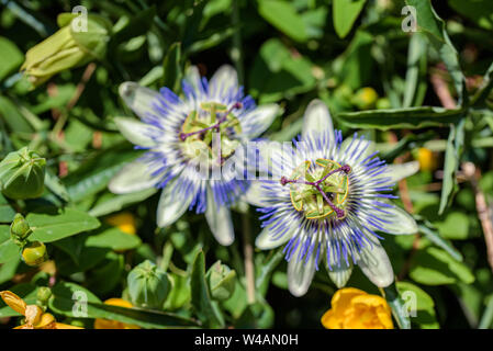 Las flores de la planta sur purple passionflower cerrar