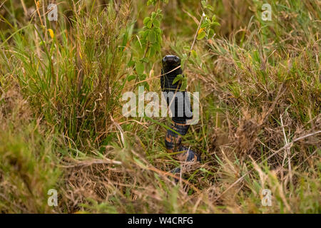 Bosque cobra (Naja melanoleuca) también llamado comúnmente cobra en negro y el blanco y negro con labio de cobra. Fotografiado en el medio silvestre en el Serengeti Natio