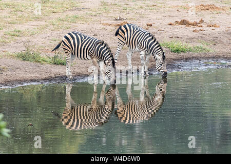 Dos Burchells cebras, Equus quagga burchellii, con reflexiones, en un abrevadero Foto de stock