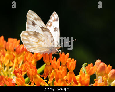 Pontia protodice, accidentada White Butterfly Butterflyweed alimentándose en naranja, con fondo oscuro Foto de stock