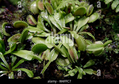 Trampas para moscas Venus carnívoras Dionaea muscipula y Sundews Drosera capensis plantas secretan enzimas digestivas s hasta que el insecto se licueface y su modo Foto de stock