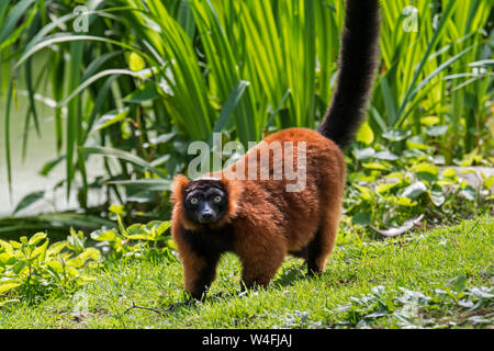 Rojo ruffed lemur (Varecia rubra / Varecia variegata rubra) nativas de selvas tropicales de Masoala, Madagascar Foto de stock