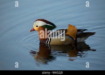 Pato Mandarin nadando en Pooley Bridge cerca de Ullswater en el Lake District National Park