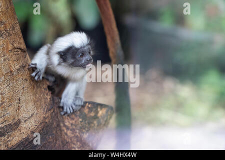 Curioso bebé puntas de algodón en el tronco del mico. Saguinus oedipus. Foto de stock