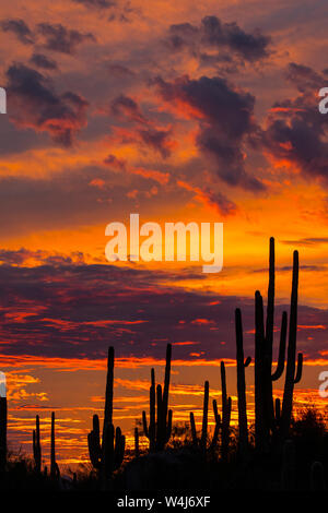 Cactus Sagauro siluetas contra el cielo del atardecer. Arizona.