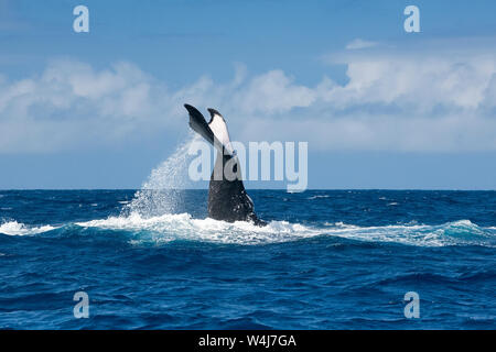 Ballena Jorobada hembra adulta, Megaptera novaeangliae, lobtailing, Vava'u, Tonga, Océano Pacífico del Sur