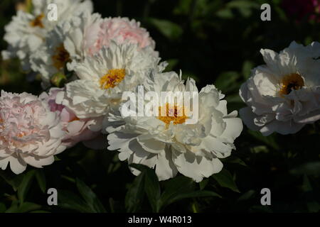 Paeonia Orchid Anne. Doble rosa peonía. Paeonia lactiflora (Chino o peonía peonía jardín común).