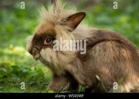 Un marrón lindo conejo enano (Lions head) descansando en la hierba