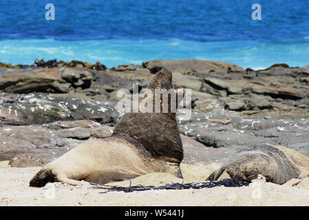 Rara Hookers rugiente león marino las parejas reproductoras (endémica de Nueva Zelanda Phocarctos hookeri) Catlins NP Costa Sur Foto de stock