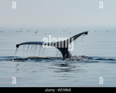 La cola de una ballena jorobada, Megaptera novaeangliae, como inmersiones fuera de la isla Kodiak, Alaska