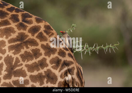 Amarillo-facturados Oxpeckers (Buphagus africanus) en la parte posterior de una jirafa Masai (Giraffa camelopardalis tippelskirchi). Parque Nacional del Serengeti, Tanzania Foto de stock