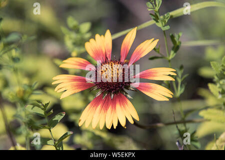 Una foto de un delicado color rojo y amarillo coneflower en un jardín.