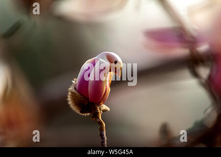 Una magnolia está en flor con la forma de un pájaro en el Parque de  Escultura Internacional de Beijing en Beijing, China, 19 de marzo de 2019  Fotografía de stock - Alamy