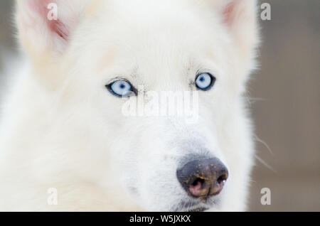 Perro Husky Siberiano Blanco Puro Con Ojos Azules De Cierre Vertical Fotografia De Stock Alamy