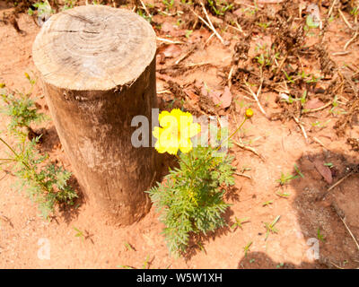 El tocón de árbol y flor amarilla en el suelo al uso de día para imágenes de fondo