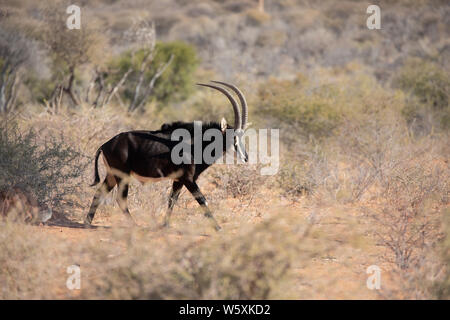 Retrato de un raro antílope sable masculino (Hippotragus niger). El Okonjima, Namibia.