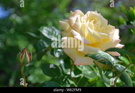 Queen Elizabeth Grandiflora Rose Foto de stock