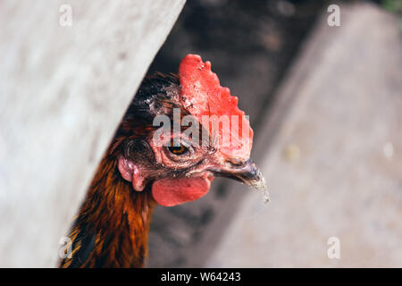 Triste gallina marrón detalle. Buscando Unhealty pollo. El abuso de los animales, la crueldad hacia los animales. Enfermedades de pollo, moho en la cabeza. Jaulas de pollo, free range pollos.