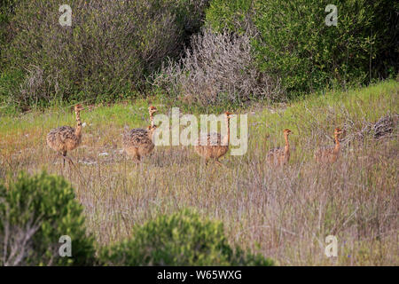 Avestruz Sudafricano, grupo de youngs, Parque Nacional de la Costa Oeste, Western Cape, Sudáfrica, África (Struthio camelus australis). Foto de stock
