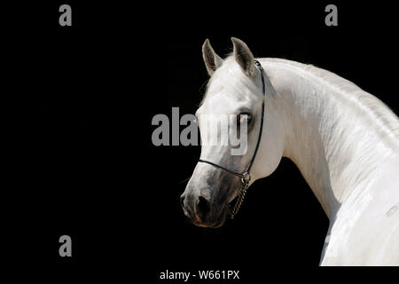 Arabian Horse stallion blanco, con showholster Foto de stock